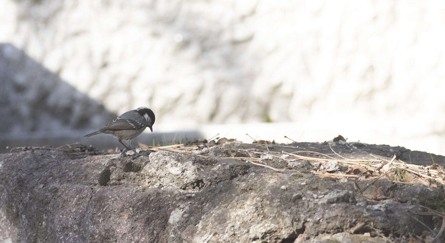 Coal Tit